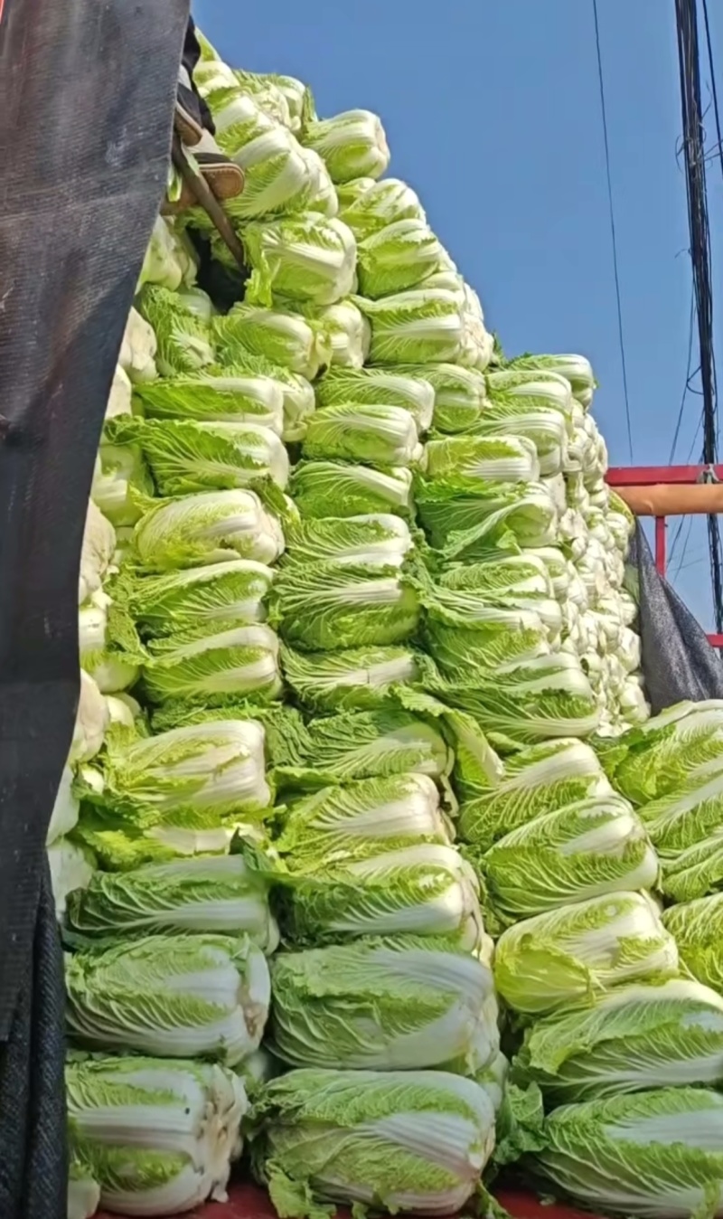 黄心大白菜对接商超餐饮产地代收代办一条龙服务