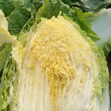 黄心大白菜对接商超餐饮产地代收代办一条龙服务