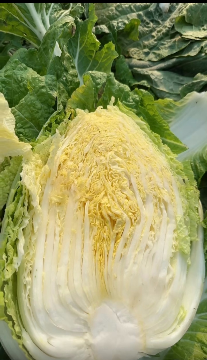 黄心大白菜对接商超餐饮产地代收代办一条龙服务