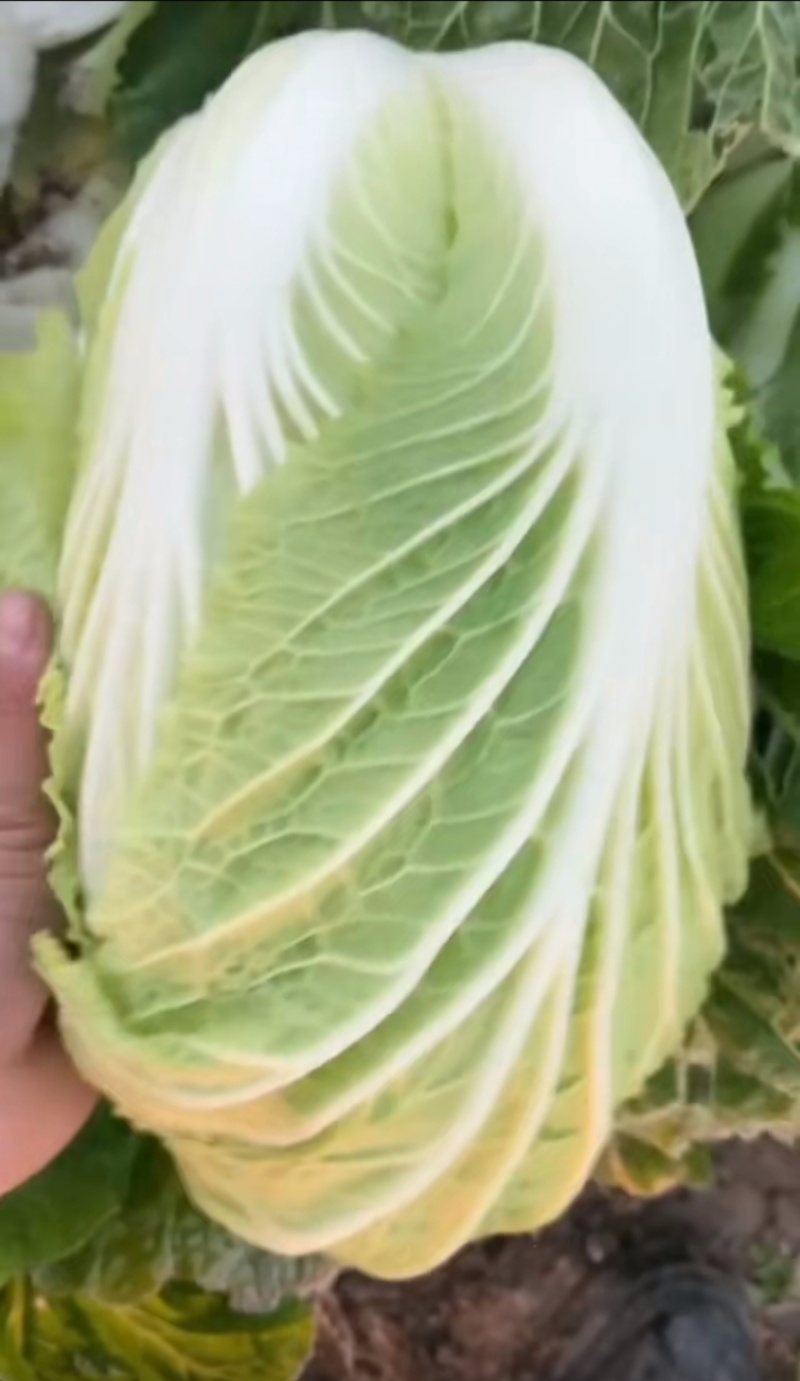 黄心大白菜对接商超餐饮产地代收代办一条龙服务