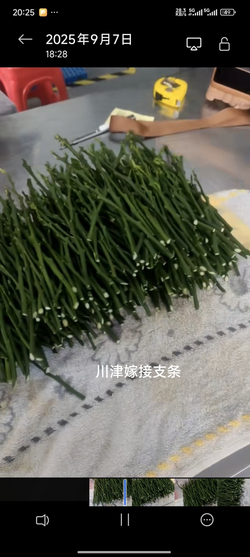 柑桔类嫁接接穗支条