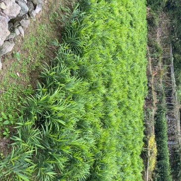 新鲜生姜