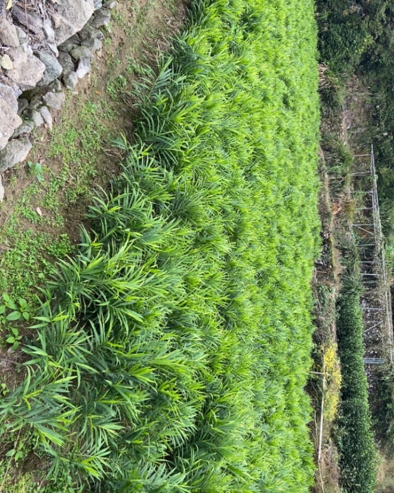 新鲜生姜