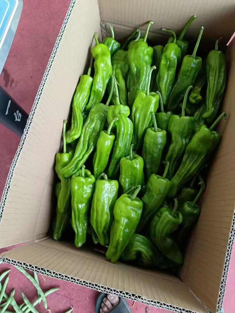 薄皮椒安徽薄皮辣椒货源稳定代收代发全国市场