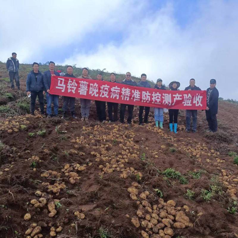 云南昭通大山包老白花洋芋黄芯洋芋