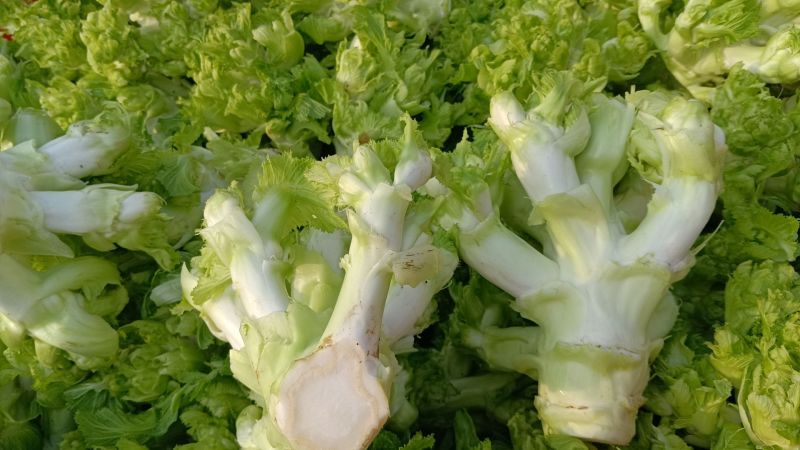 儿菜安徽娃儿菜市场泡菜厂供货规格齐全一手货源