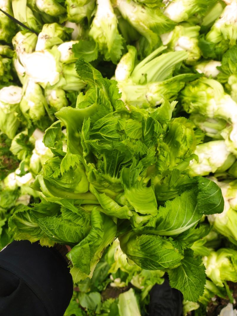 儿菜安徽娃儿菜市场泡菜厂供货规格齐全一手货源