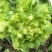 儿菜安徽娃儿菜市场泡菜厂供货规格齐全一手货源