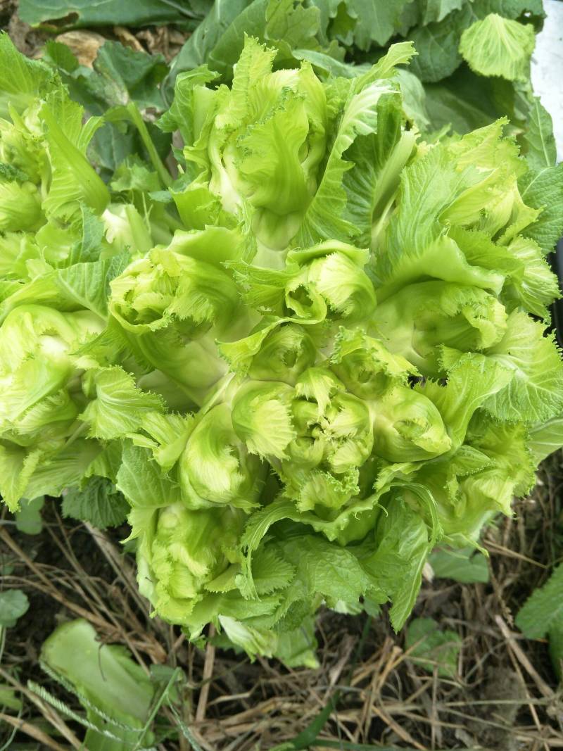 儿菜安徽娃儿菜市场泡菜厂供货规格齐全一手货源