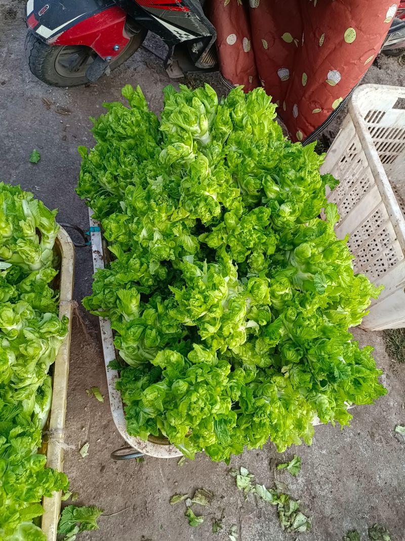 儿菜安徽娃儿菜市场泡菜厂供货规格齐全一手货源