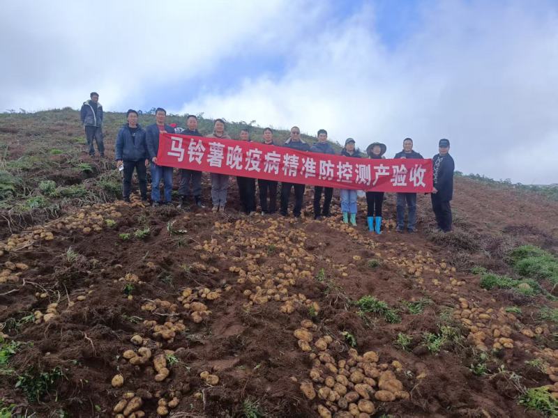 云南昭通大山包老白花洋芋黄芯洋芋