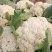 花菜安徽有机松花菜白面青梗散花小米粒货源稳定代收