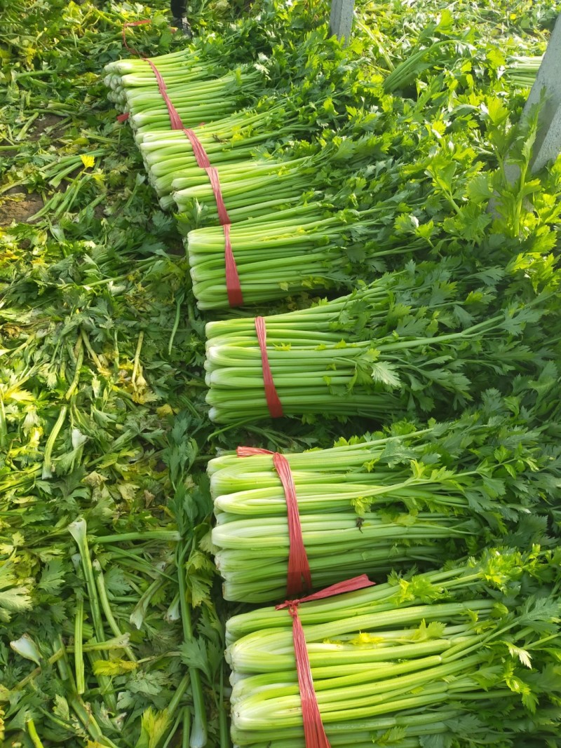 西芹安徽芹菜皇妃芹菜货源稳定一手货源代发全国市场