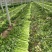 西芹安徽芹菜皇妃芹菜货源稳定一手货源代发全国市场