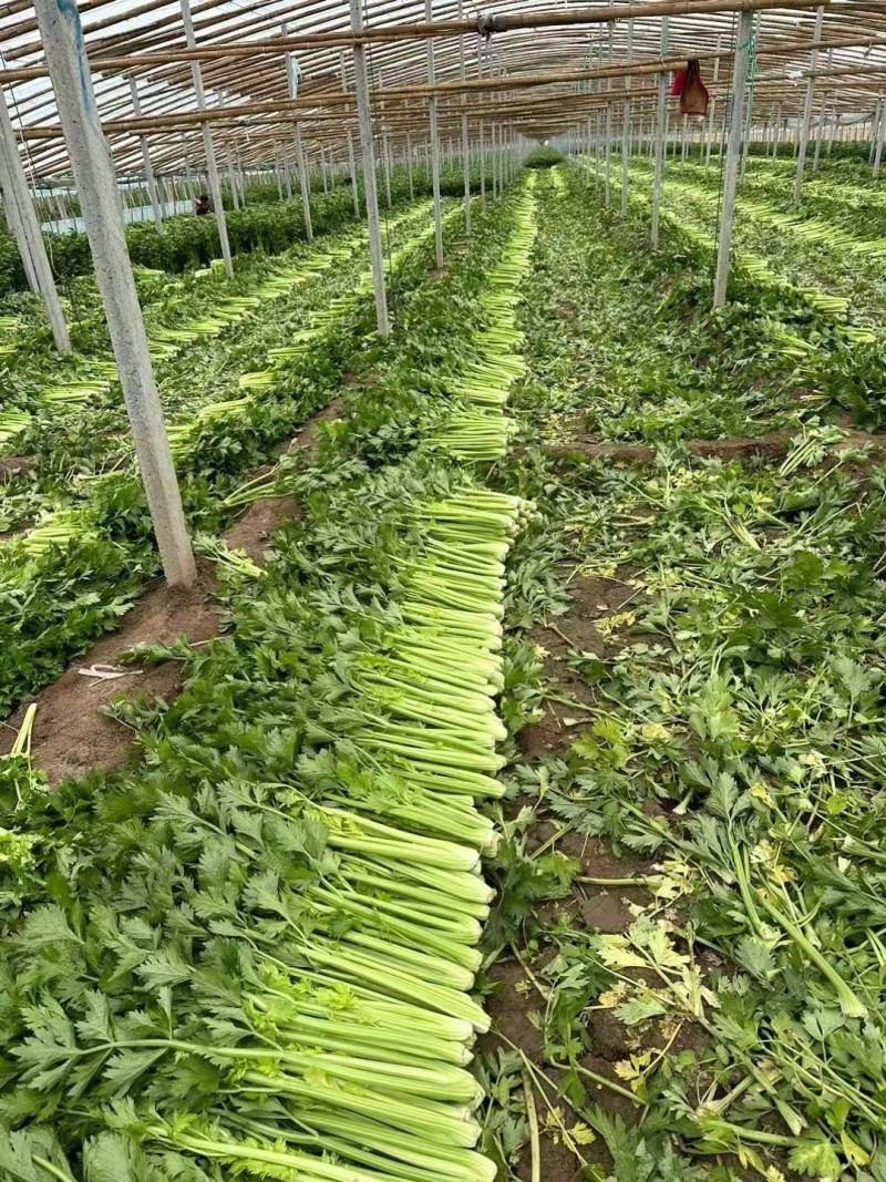 西芹安徽芹菜皇妃芹菜货源稳定一手货源代发全国市场