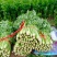 西芹安徽芹菜皇妃芹菜货源稳定一手货源代发全国市场