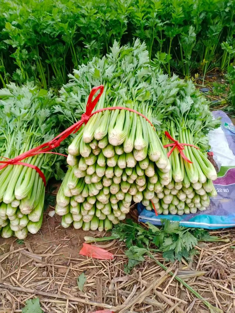 西芹安徽芹菜皇妃芹菜货源稳定一手货源代发全国市场