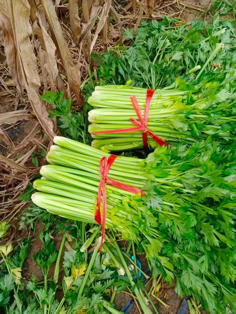 西芹安徽芹菜皇妃芹菜货源稳定一手货源代发全国市场