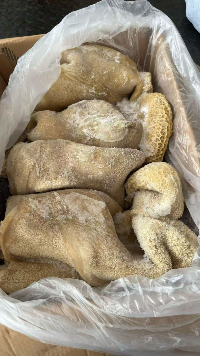 牛肚带金钱肚