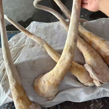 带皮牛尾