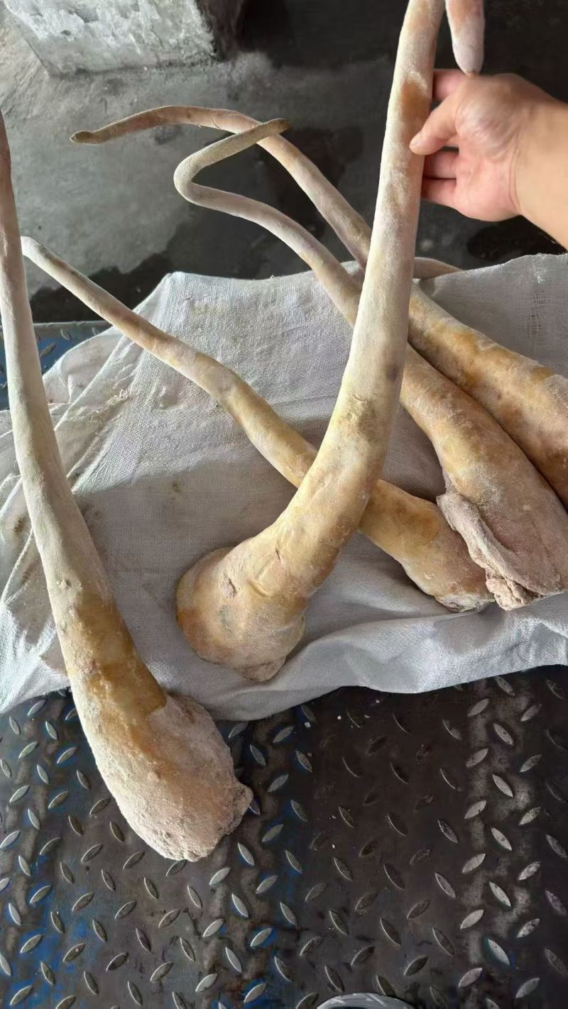 带皮牛尾