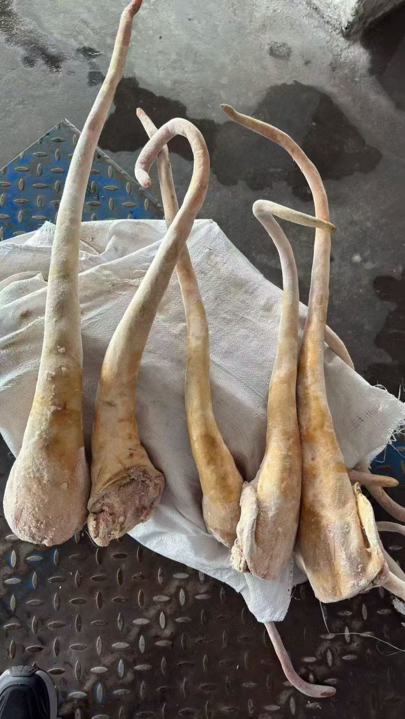 带皮牛尾
