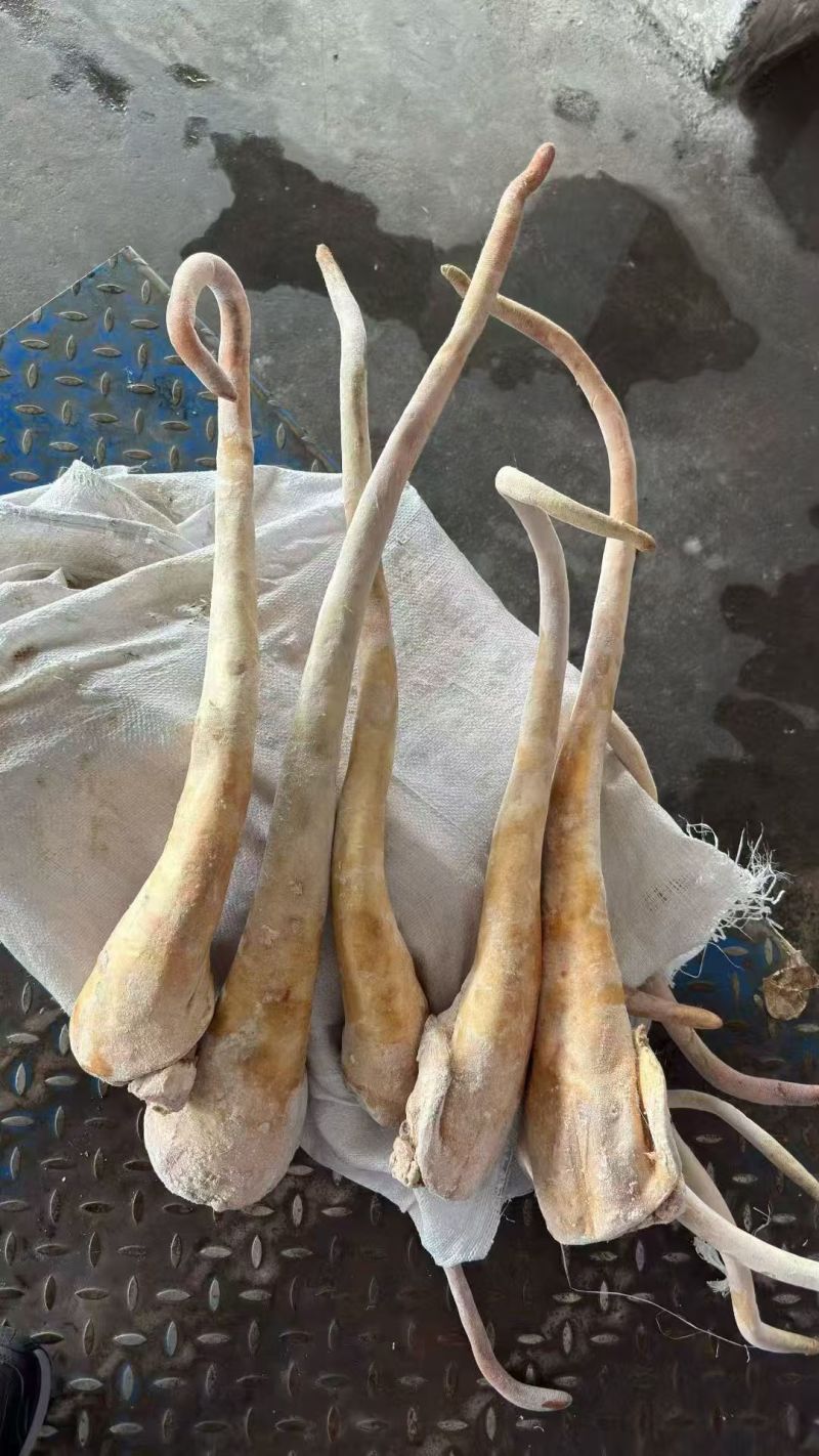 带皮牛尾