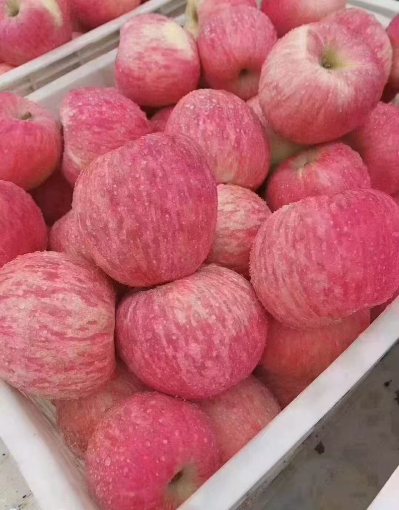 红富士苹果
