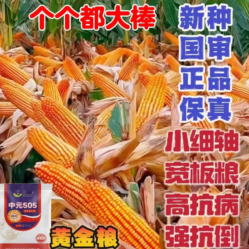 原包正品保真双国审大棒玉米种子大全抗虫抗病抗倒耐高温抗涝