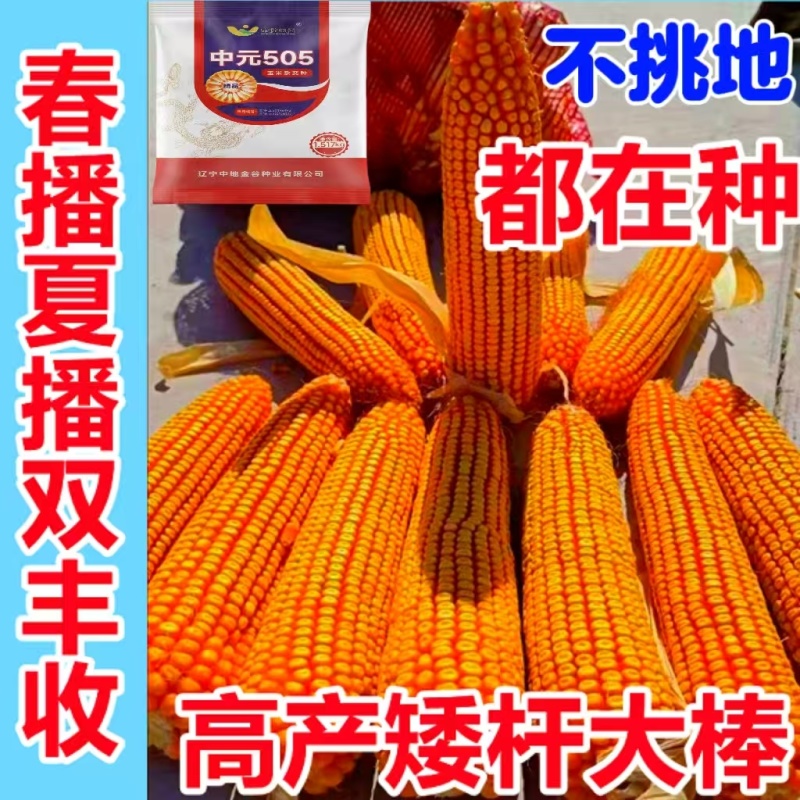 原包正品保真双国审大棒玉米种子大全抗虫抗病抗倒耐高温抗涝