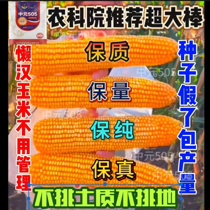 原包正品保真双国审大棒玉米种子大全抗虫抗病抗倒耐高温抗涝