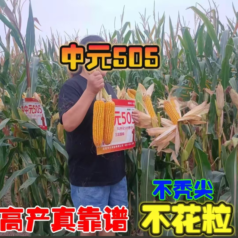 原包正品保真双国审大棒玉米种子大全抗虫抗病抗倒耐高温抗涝