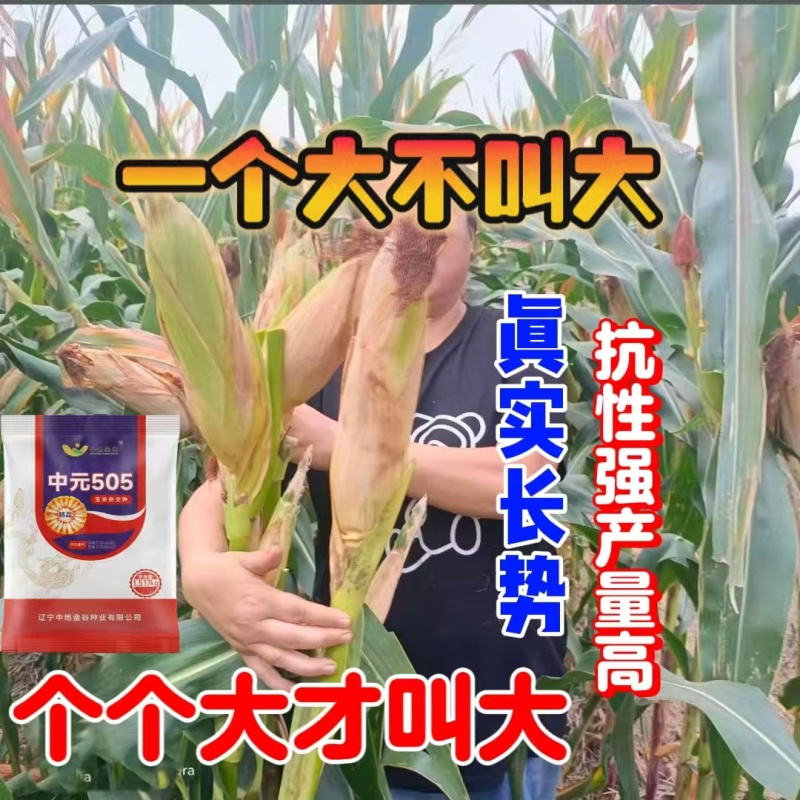 原包正品保真双国审大棒玉米种子大全抗虫抗病抗倒耐高温抗涝