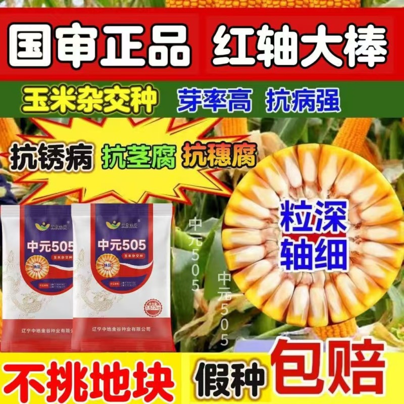 原包正品保真双国审大棒玉米种子大全抗虫抗病抗倒耐高温抗涝