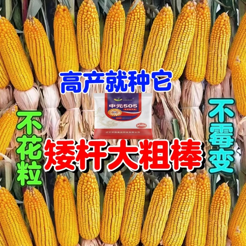 原包正品保真双国审大棒玉米种子大全抗虫抗病抗倒耐高温抗涝