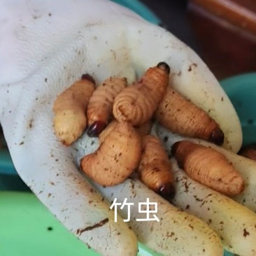 鲜活竹虫竹蛹竹笋虫新鲜竹虫活竹虫皇竹虫椰子虫活体发货包活昆虫