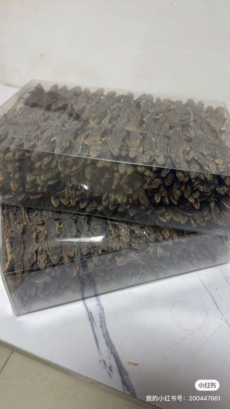 天龙中药材壁虎干壁虎粉守宫泡酒滋补