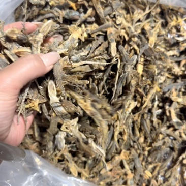 天龙中药材壁虎干壁虎粉守宫泡酒滋补