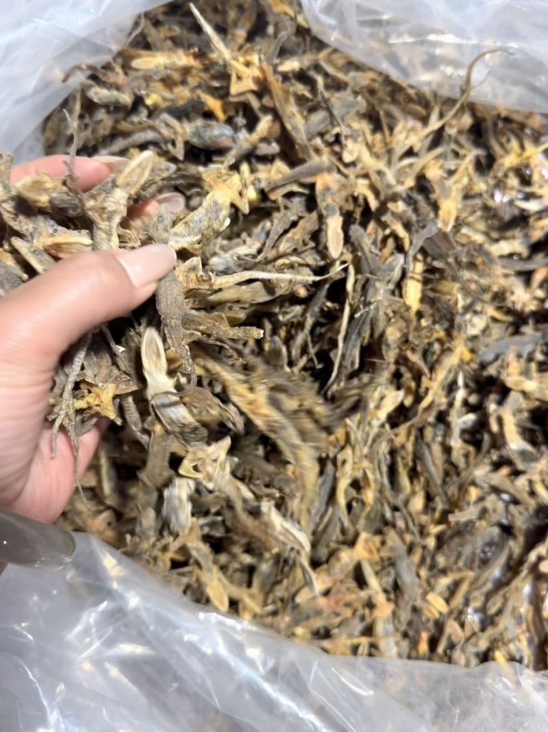 天龙中药材壁虎干壁虎粉守宫泡酒滋补