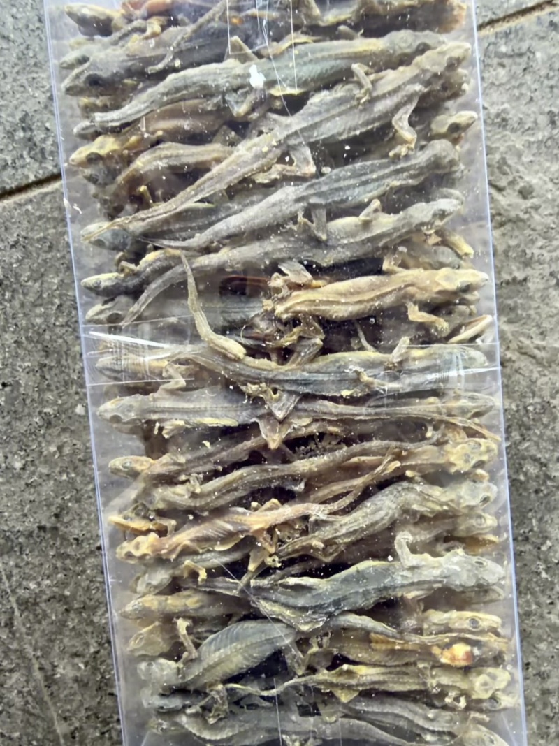 天龙中药材壁虎干壁虎粉守宫泡酒滋补