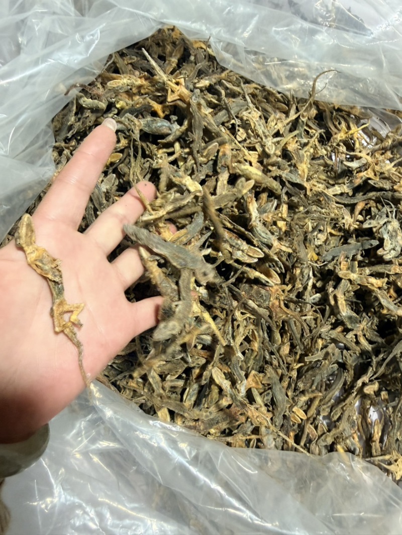 天龙中药材壁虎干壁虎粉守宫泡酒滋补