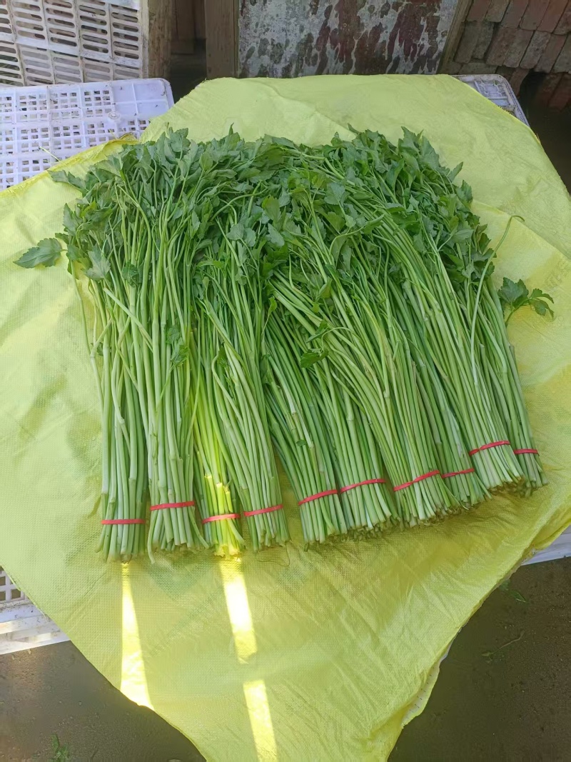 水芹/新鲜水芹大量上市/江西景德镇乐平市产地直供