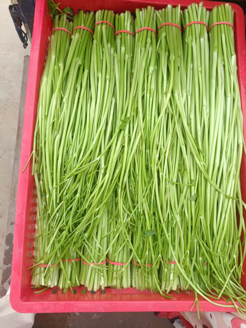 水芹/新鲜水芹大量上市/江西景德镇乐平市产地直供