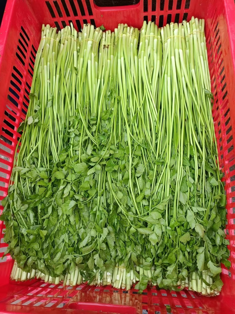 水芹/新鲜水芹大量上市/江西景德镇乐平市产地直供