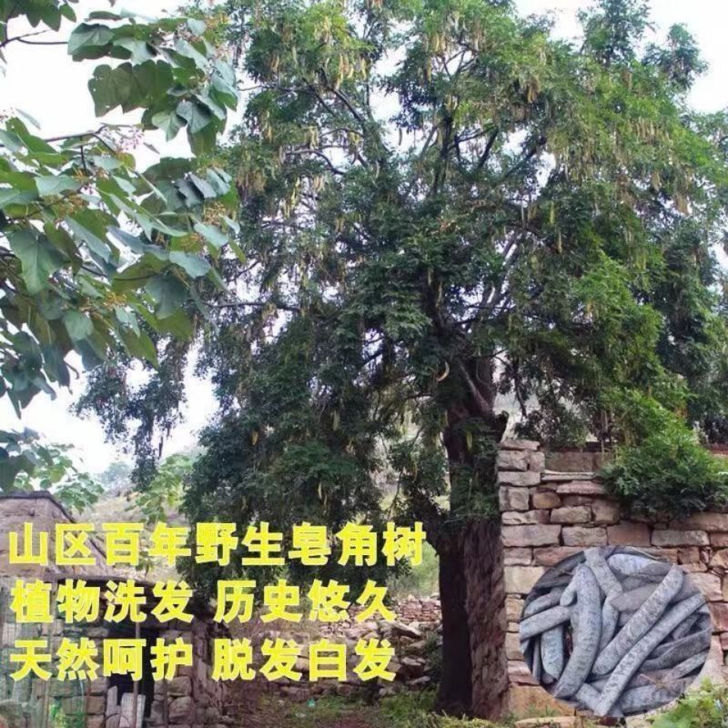 野生皂角大皂角长皂角皂荚野生天然洗发防脱皂角段片粉