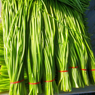 苏北水芹菜批发量大从优自己家种植各种规格都有