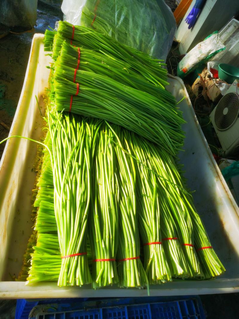 苏北水芹菜批发量大从优自己家种植各种规格都有