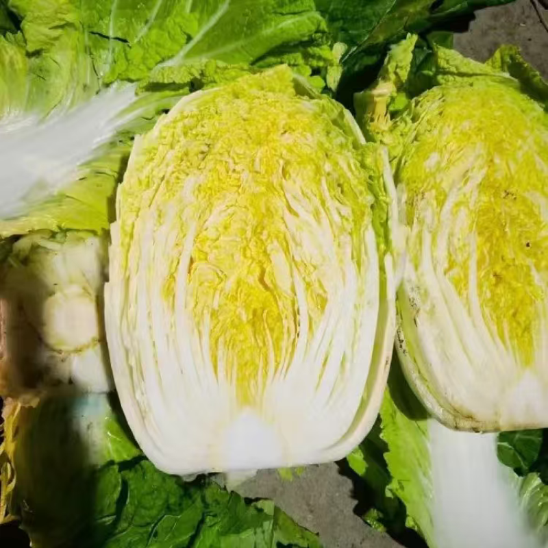 湖北精品黄心白菜大量上市品质保证量大从优一手货源