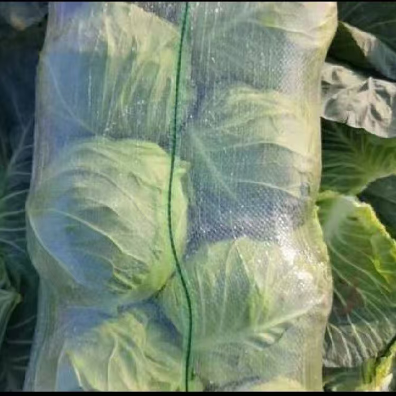 湖北精品甘蓝圆包菜产地直发品质保证量大从优欢迎联