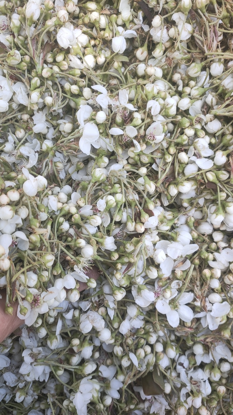 【优选】主营活性梨花粉，自产自销一手货源欢迎来电